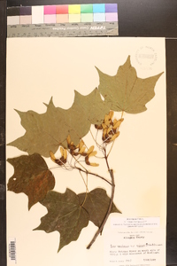 Acer nigrum image